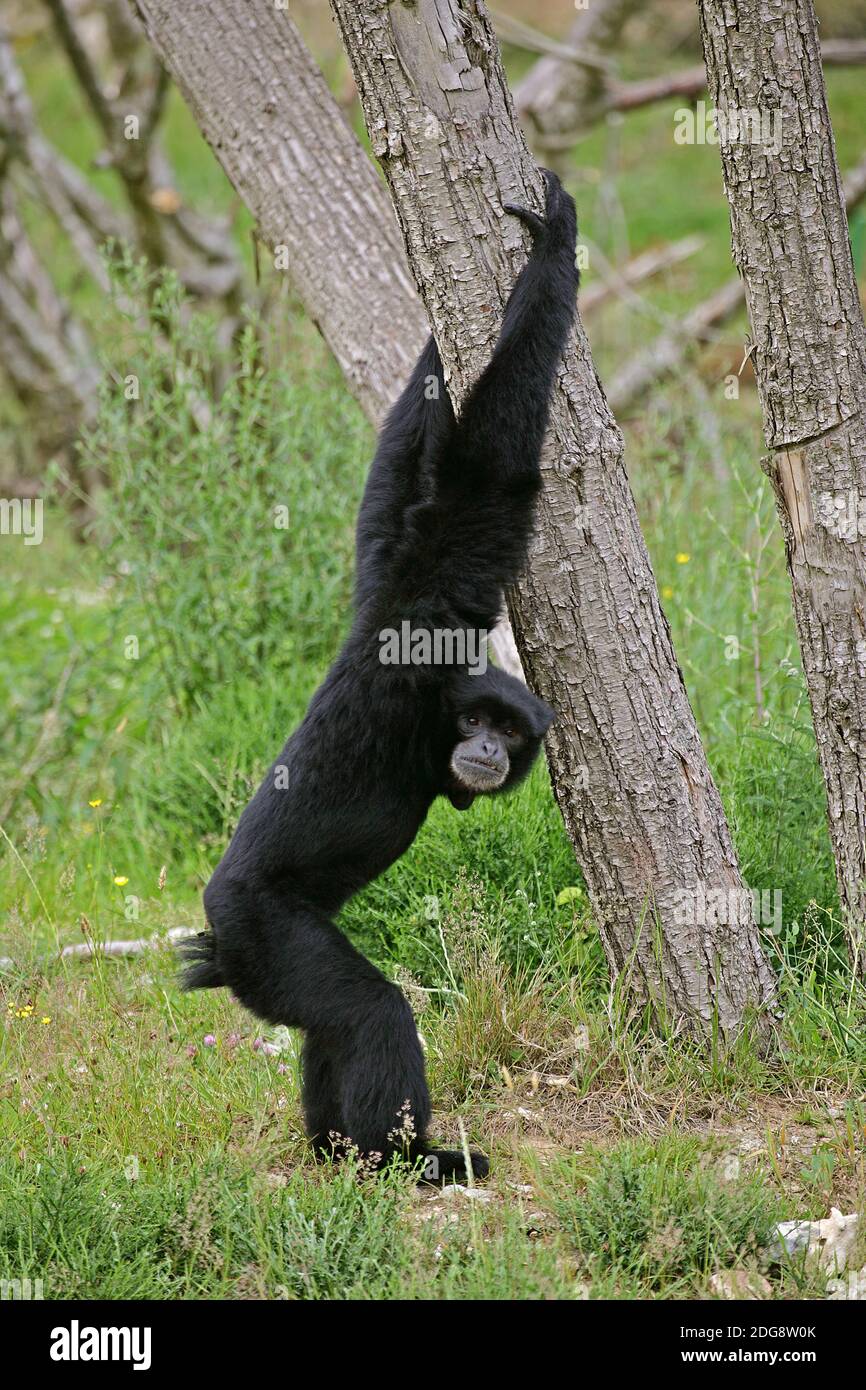Siamang Gibbon, Hylobates synactylus, Erwachsene stehen auf Hindbeinen Stockfoto