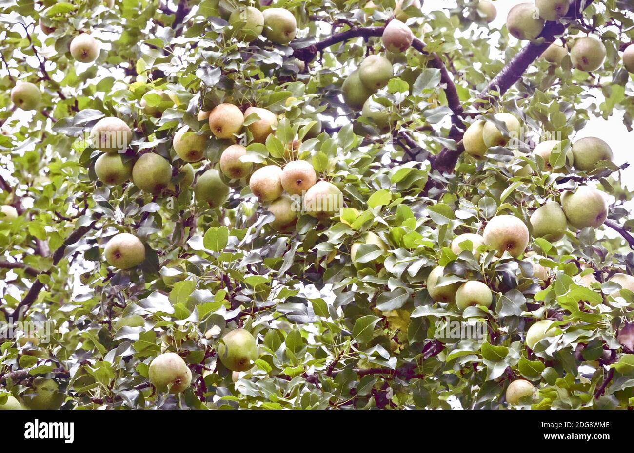 Reife Birnen auf den Ästen eines Baumes. Stockfoto