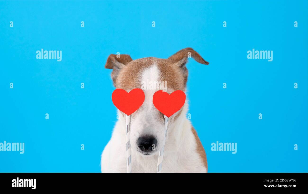 Hund mit Herzen vor seinen Augen, der anschaut Kamera auf blauem Hintergrund Stockfoto