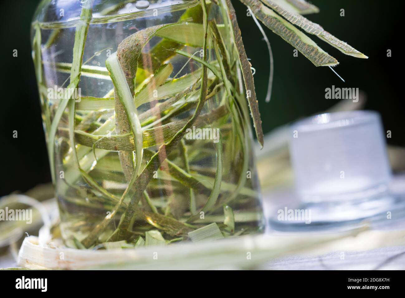 Weidenrinden-Tinktur, Weidenrindentinktur, Weiden-Tinktur, Weidentinktur, Tinktur aus Weidenrinde, alkoholischer Auszug, Tinkturen, Weiden-Rinde, Rind Stockfoto