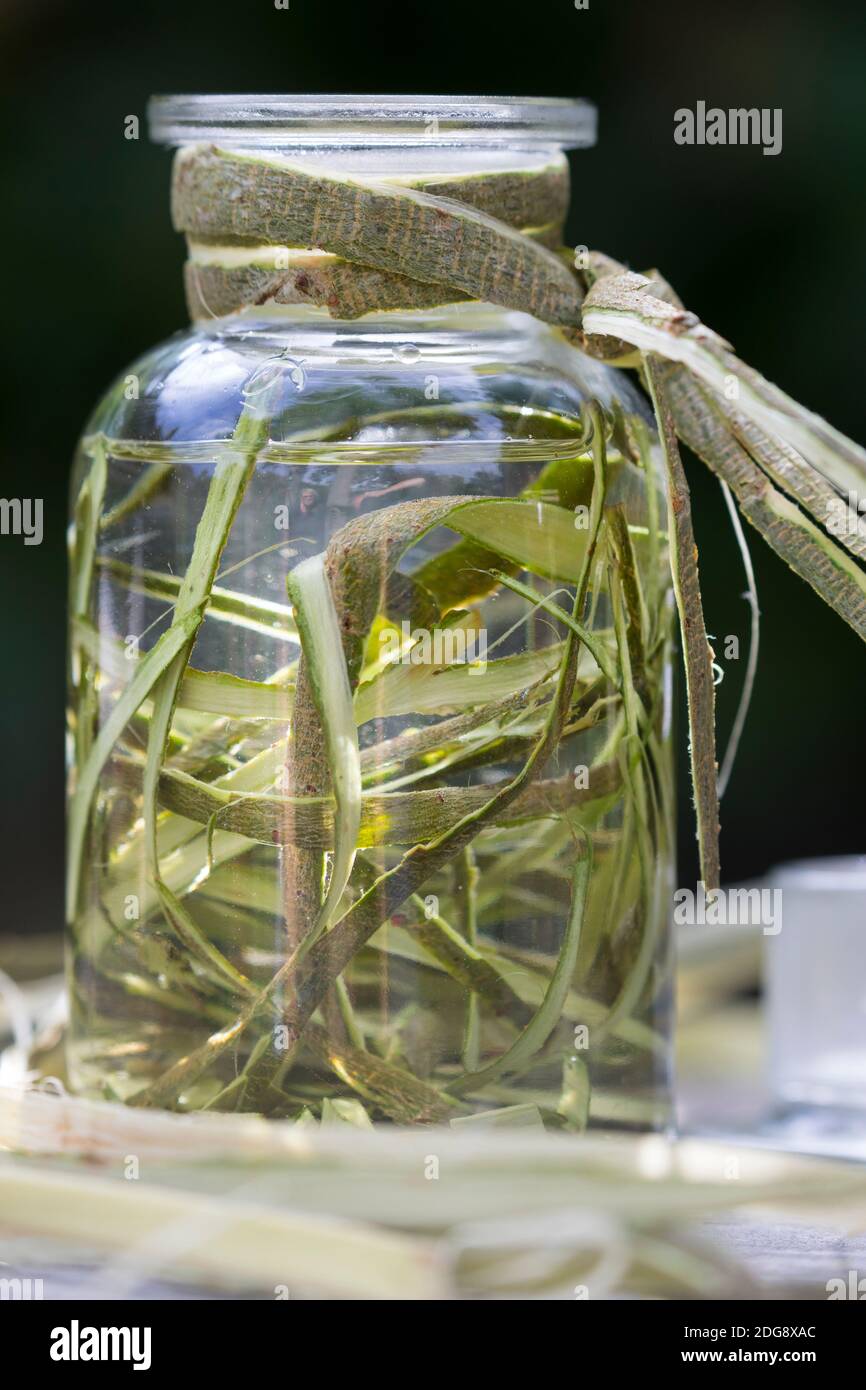 Weidenrinden-Tinktur, Weidenrindentinktur, Weiden-Tinktur, Weidentinktur, Tinktur aus Weidenrinde, alkoholischer Auszug, Tinkturen, Weiden-Rinde, Rind Stockfoto