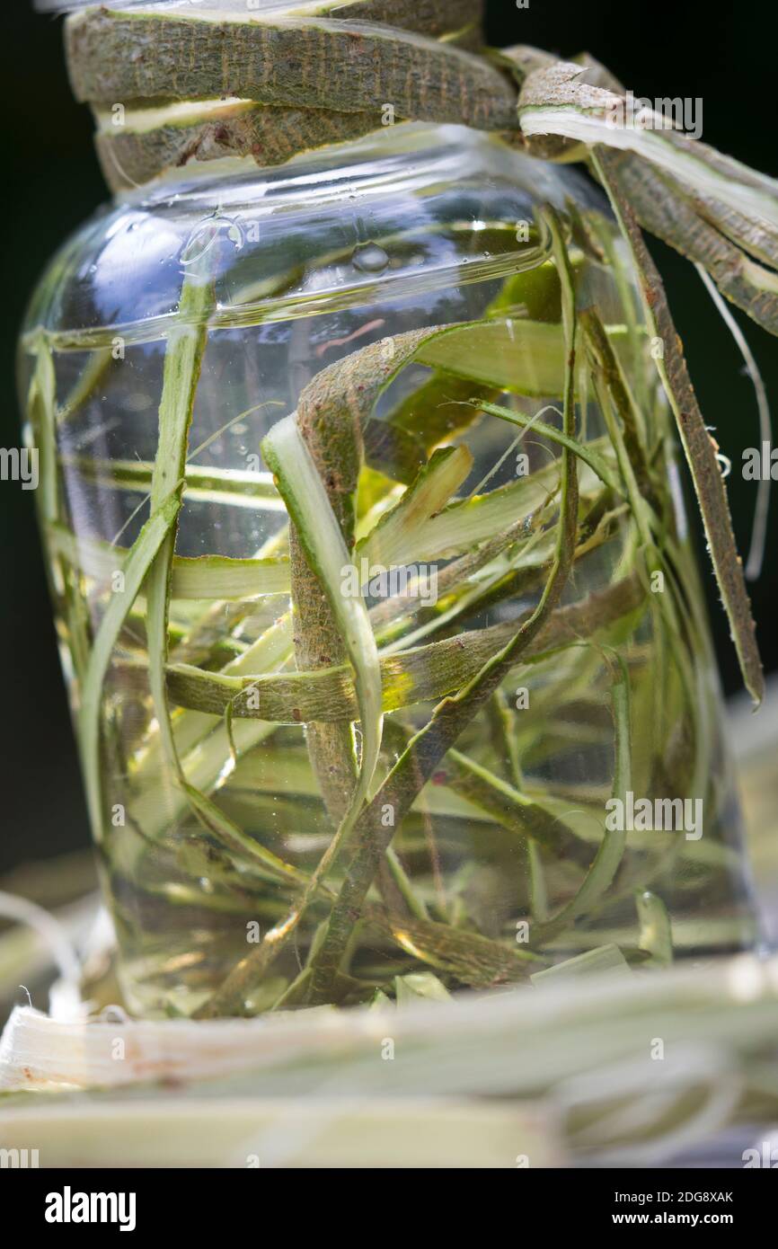 Weidenrinden-Tinktur, Weidenrindentinktur, Weiden-Tinktur, Weidentinktur, Tinktur aus Weidenrinde, alkoholischer Auszug, Tinkturen, Weiden-Rinde, Rind Stockfoto