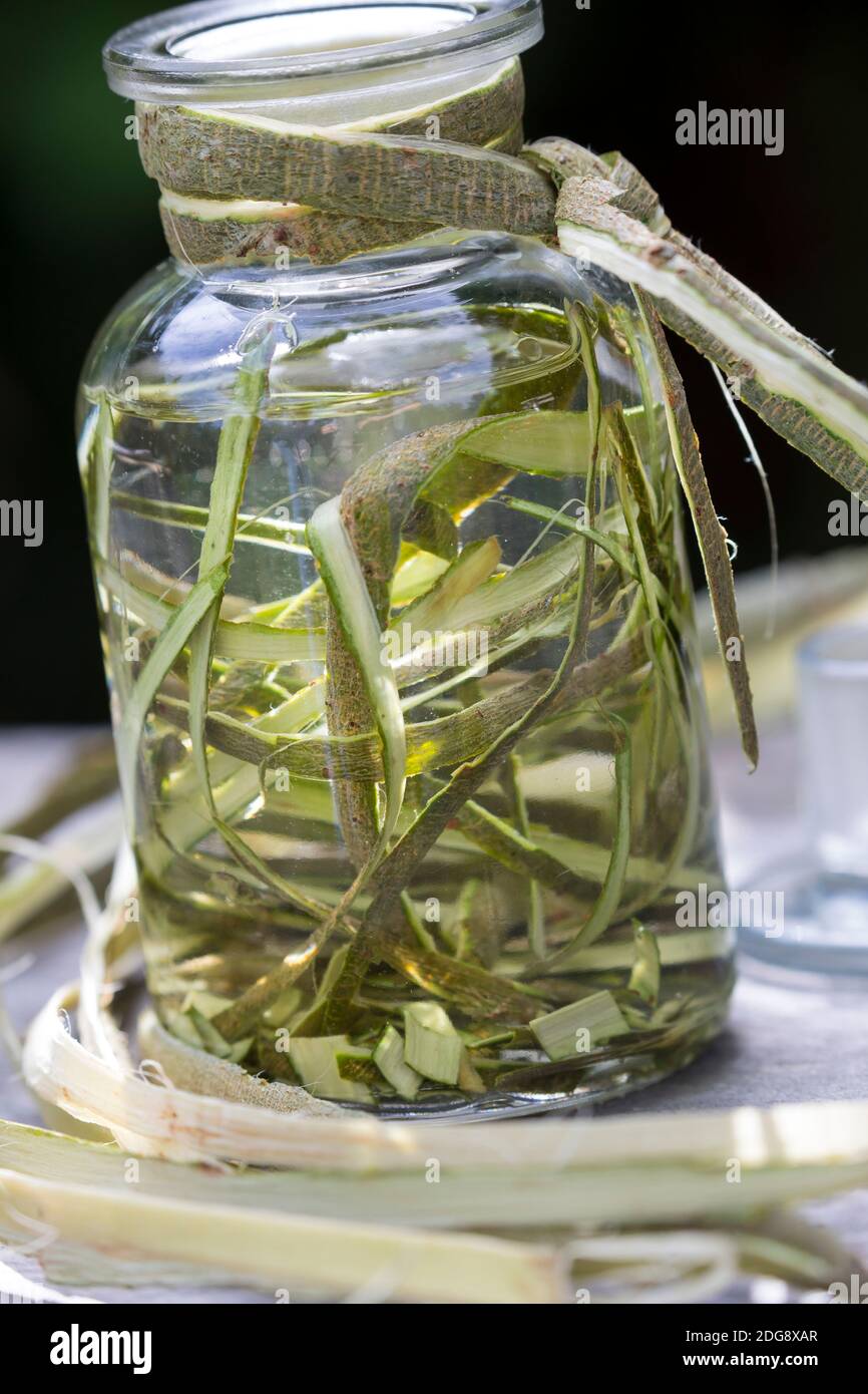 Weidenrinden-Tinktur, Weidenrindentinktur, Weiden-Tinktur, Weidentinktur, Tinktur aus Weidenrinde, alkoholischer Auszug, Tinkturen, Weiden-Rinde, Rind Stockfoto