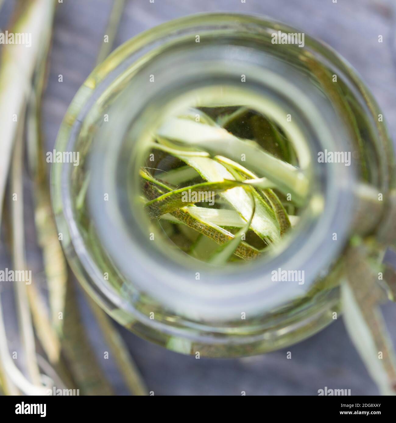 Weidenrinden-Tinktur, Weidenrindentinktur, Weiden-Tinktur, Weidentinktur, Tinktur aus Weidenrinde, alkoholischer Auszug, Tinkturen, Weiden-Rinde, Rind Stockfoto