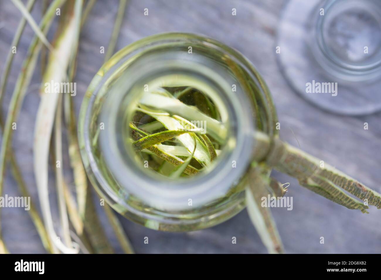 Weidenrinden-Tinktur, Weidenrindentinktur, Weiden-Tinktur, Weidentinktur, Tinktur aus Weidenrinde, alkoholischer Auszug, Tinkturen, Weiden-Rinde, Rind Stockfoto