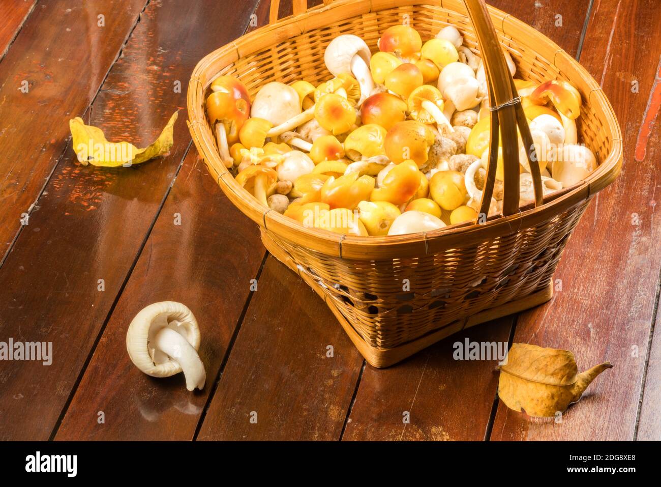 Amanita sp. Pilz in einem Bambuskorb Stockfoto