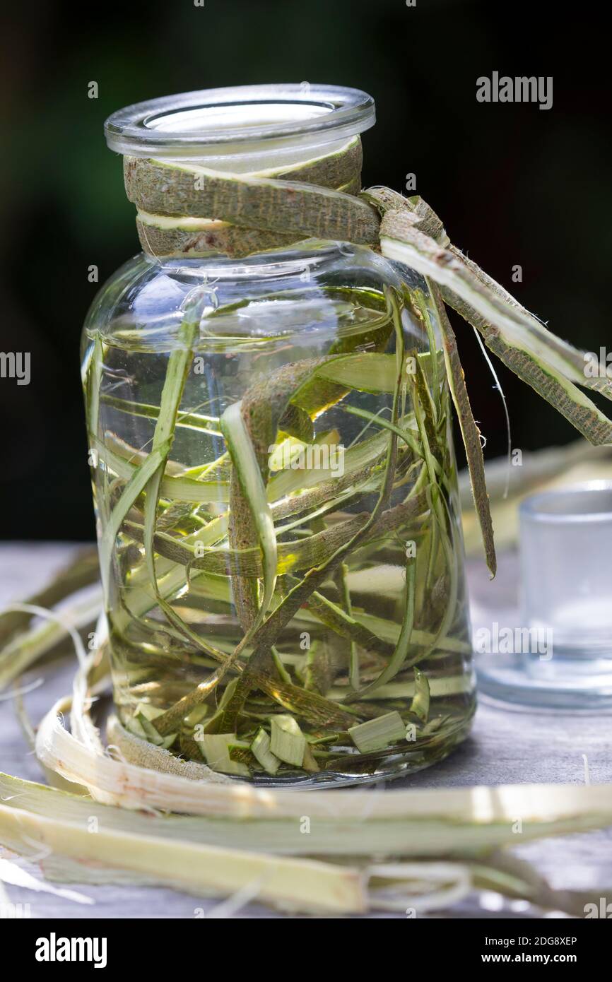 Weidenrinden-Tinktur, Weidenrindentinktur, Weiden-Tinktur, Weidentinktur, Tinktur aus Weidenrinde, alkoholischer Auszug, Tinkturen, Weiden-Rinde, Rind Stockfoto