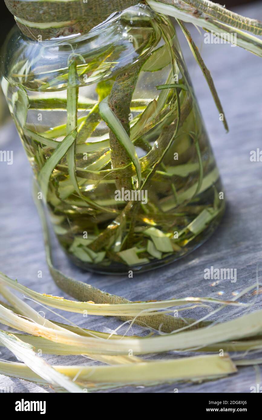 Weidenrinden-Tinktur, Weidenrindentinktur, Weiden-Tinktur, Weidentinktur, Tinktur aus Weidenrinde, alkoholischer Auszug, Tinkturen, Weiden-Rinde, Rind Stockfoto