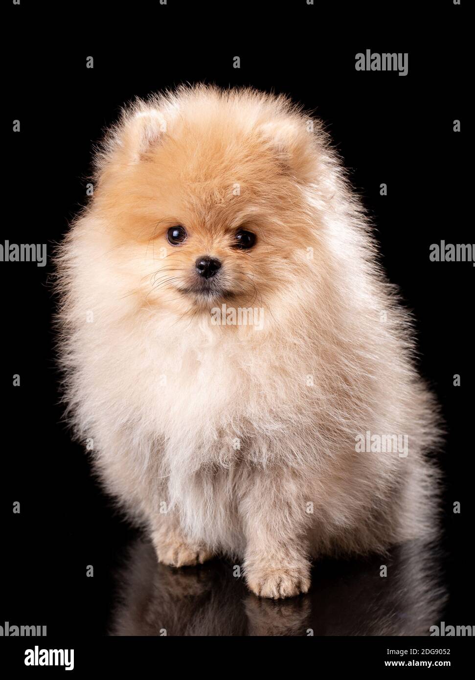 Hellbrauner Welpe sitzt auf schwarzem Hintergrund und schaut auf die Kamera. Studioaufnahmen. Stockfoto