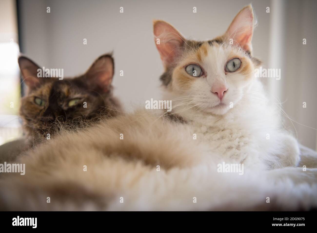 Zwei LaPerm Katzen liegen in der Kratzpfosten und schauen in die Kamera. Stockfoto