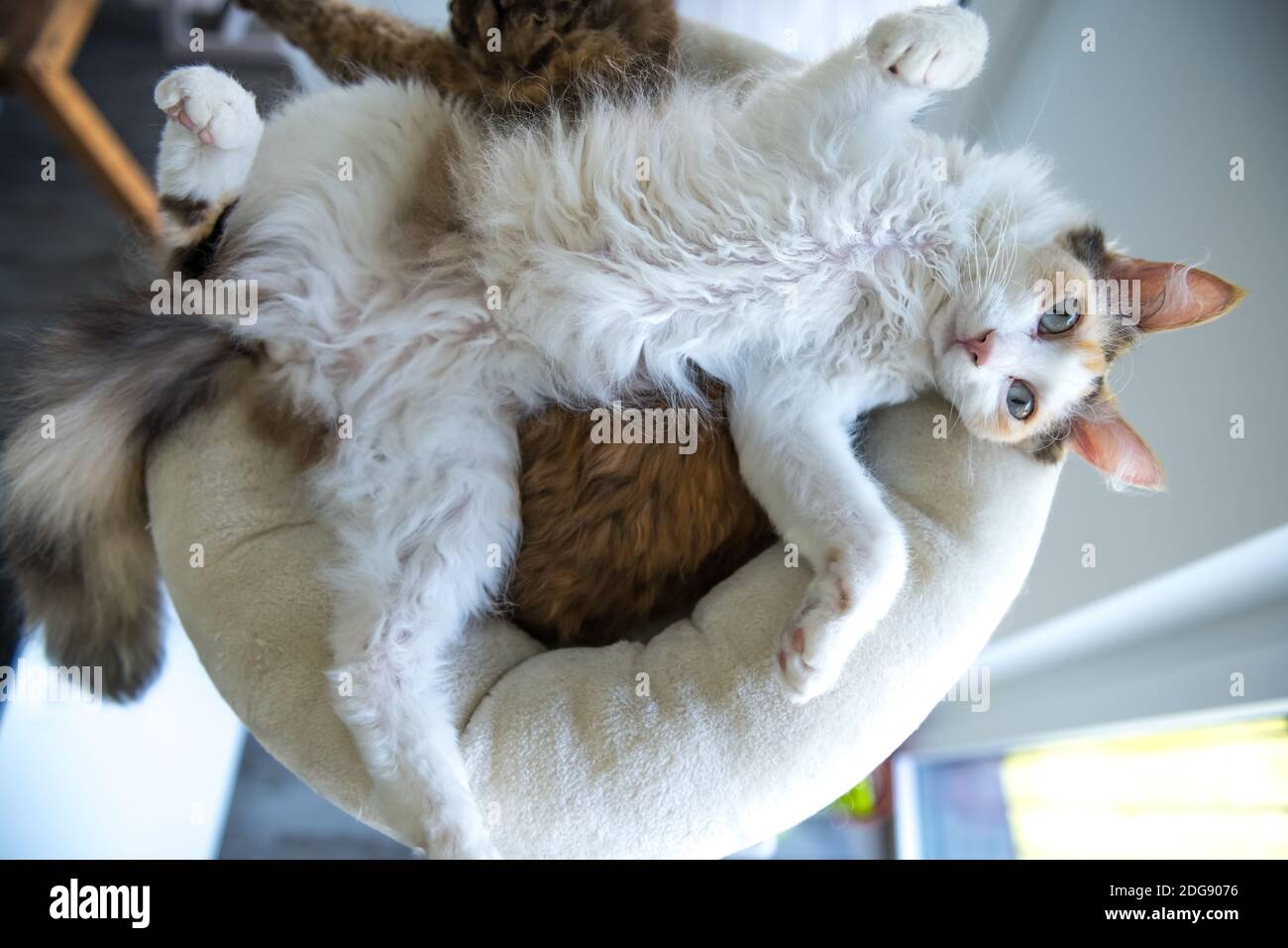 Eine LaPerm Katze liegt auf dem Rücken und streckt die Beine. Stockfoto