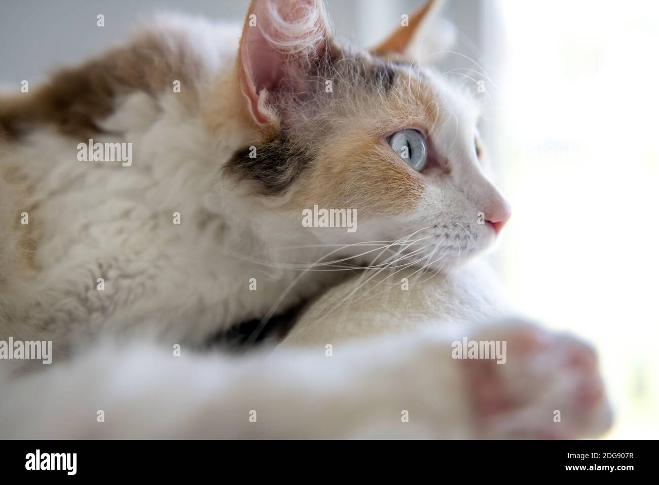 Nahaufnahme einer LaPerm Katze von der Seite. Stockfoto