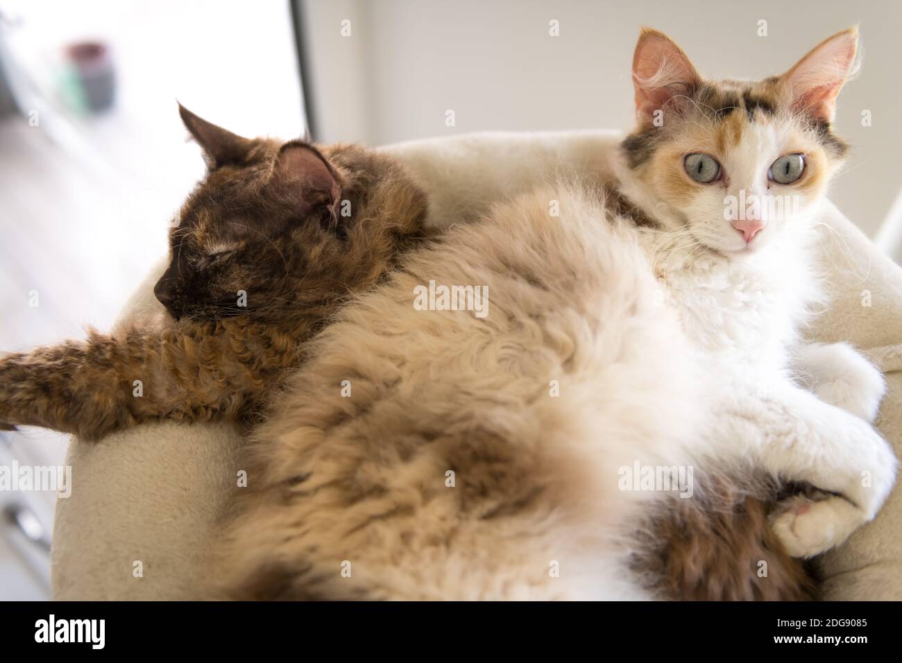 Zwei LaPerm Katzen liegen übereinander. Stockfoto