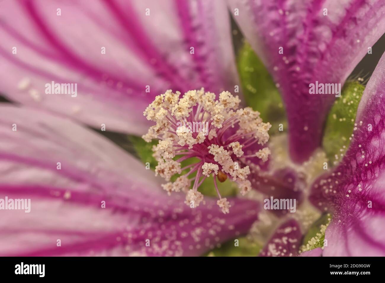 Makro für die Anatomie von Blumen. Stockfoto