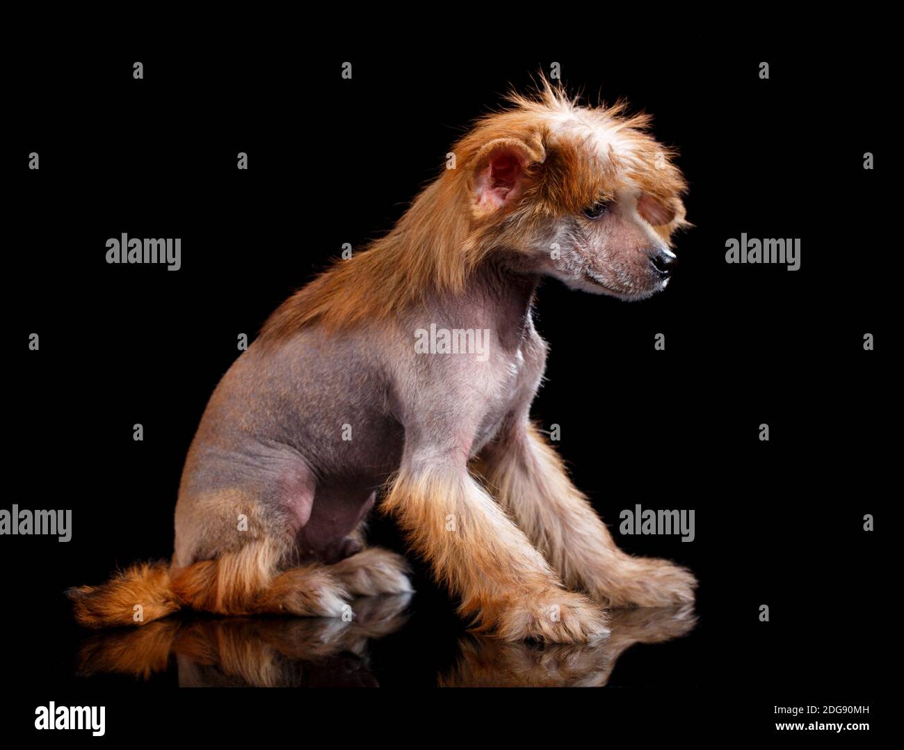 Chinese Crested Hund auf schwarzem Hintergrund im Studio. Der rote Hund sitzt seitlich auf seinen Hinterbeinen und schaut weg. Stockfoto