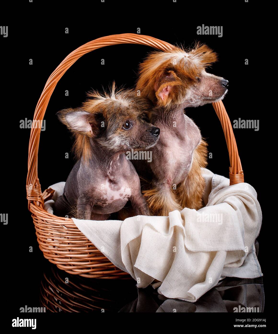 Zwei chinesische Haubenhunde sitzen ruhig in einem Korbkorb auf schwarzem Hintergrund. Studioaufnahmen. Die Hunde schauen weg. Stockfoto