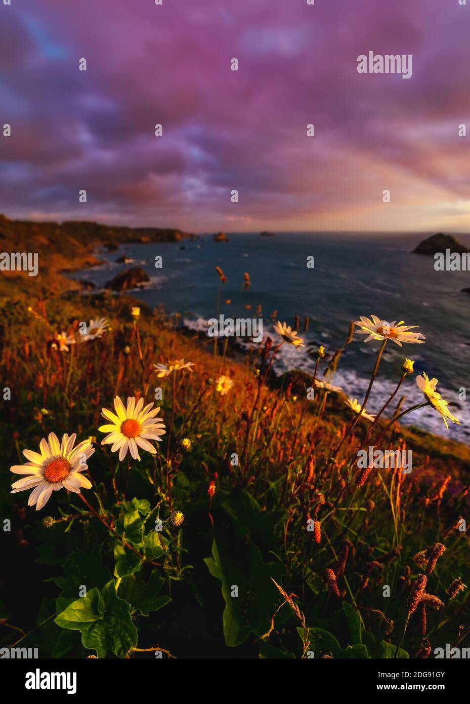 Kalifornien Sonnenuntergang mit Wildblumen Stockfoto