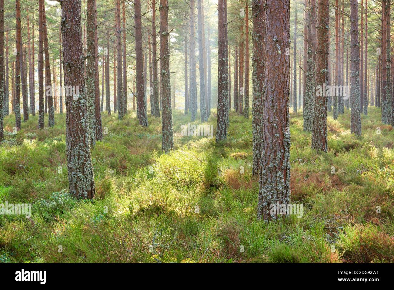 Kiefer, Schottische Kiefer, Schottische Kiefer, Pinus sylvestris, Cairngorms NP, Schottland Stockfoto