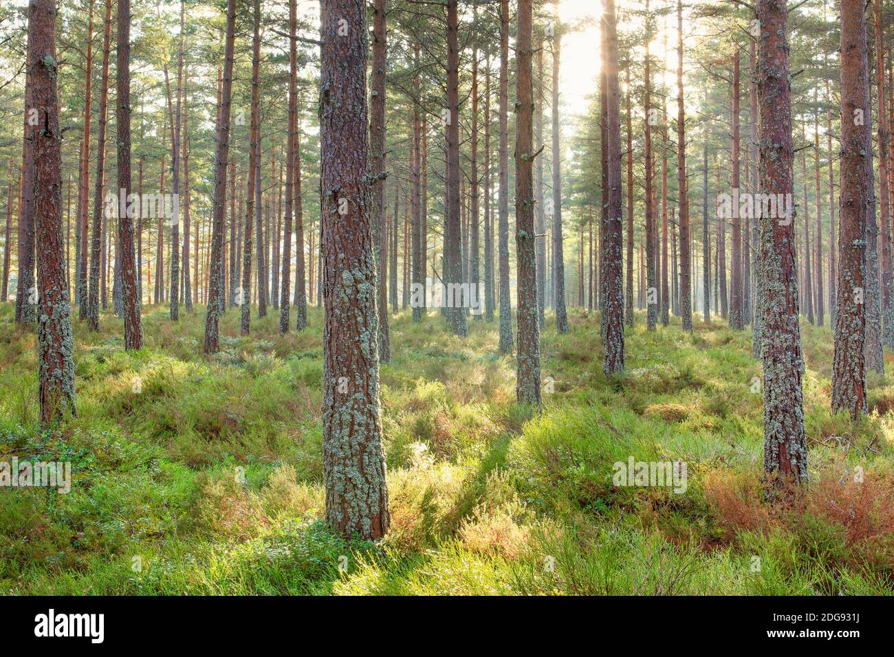 Kiefer, Schottische Kiefer, Schottische Kiefer, Pinus sylvestris, Cairngorms NP, Schottland Stockfoto