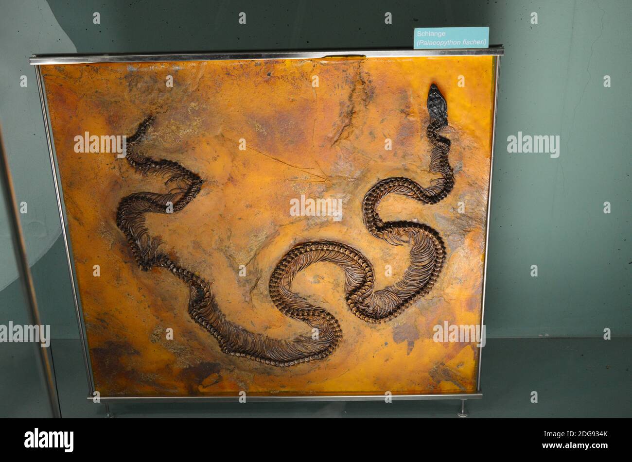 Innenansicht des Senckenberg Museums in Frankfurt Stockfoto