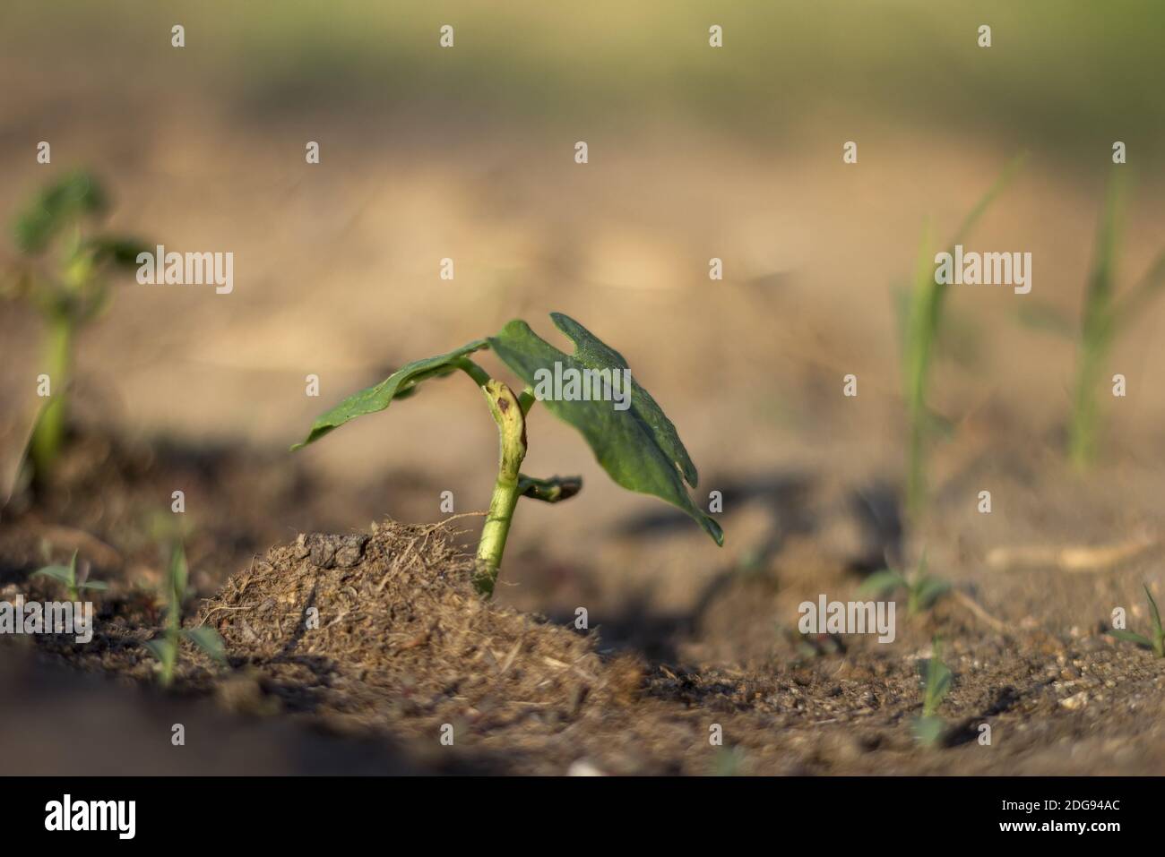 Wunderschöne Natur Stockfoto