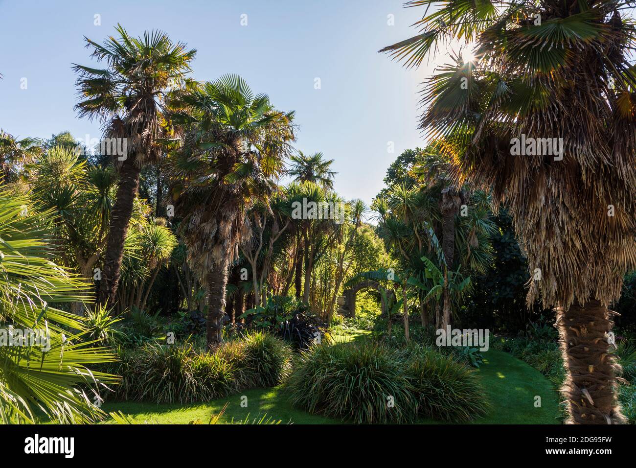 Der Palmengarten im Botanischen Garten Ventnor, Isle of Wight Stockfoto Der Palmengarten im Botanischen Garten Ventnor, Isle of Wight Stockfoto