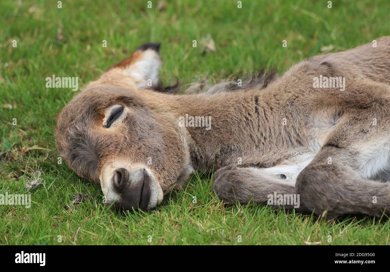 Ein entzückendes flauschiges kleines Eselfohlen legt sich auf das Gras, um dringend benötigten Schlaf zu erwischen. Stockfoto