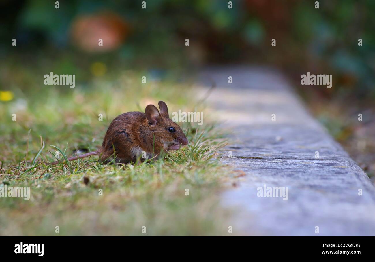 Eine kleine kleine braune Wood Mouse hält an, um auf ein wenig Nahrung zwischen dem kurzen grünen Gras eines Gartens zu snacken, der von einem Steinpfeim umgeben ist. Stockfoto