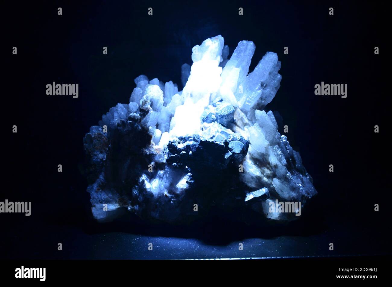 Innenansicht des Senckenberg Museums in Frankfurt Stockfoto