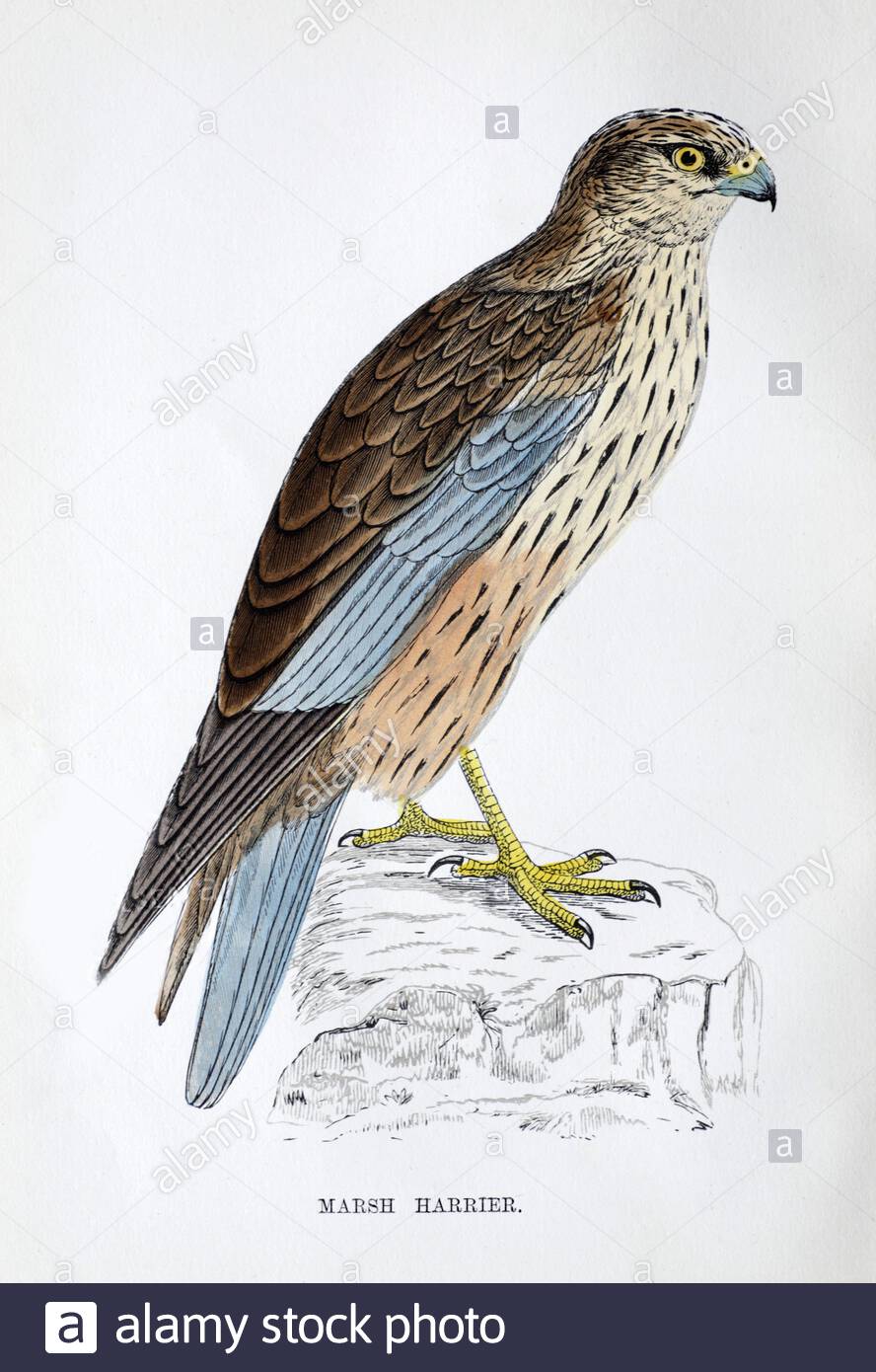 Marsh Harrier (Circus aeruginosus) Vintage Illustration, aus A History of British Birds von Rev. Francis Orpen Morris, erschienen in c1850 Stockfoto