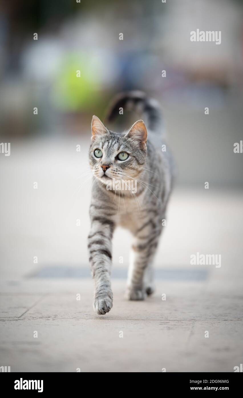 Schöne neugierige silberne gestromte streunende Katze, die in Richtung Kamera geht und neben der Strandpromenade in Port de Soller, Mallorca, aufschaut Stockfoto
