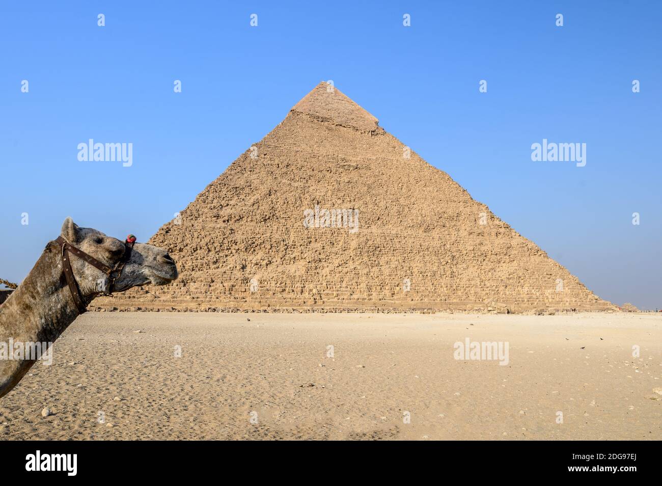 Pyramide von Khafre mit Kamelkopf, Giza Pyramid Complex, Giza, Kairo, Ägypten Stockfoto