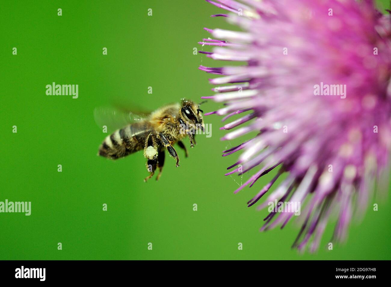 Europäische Honigbiene, (APIs mellifer), im Flug, Distel, Kratzdistel, Stockfoto