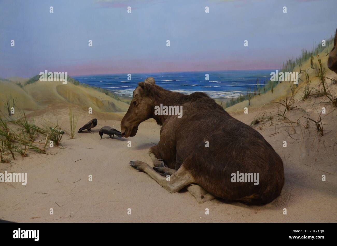 Innenansicht des Senckenberg Museums in Frankfurt Stockfoto