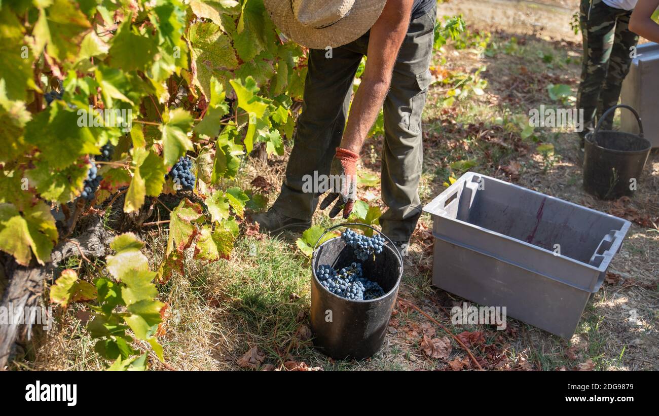 Bauern bei der Ernte, Trauben für die Weinindustrie zu sammeln Stockfoto