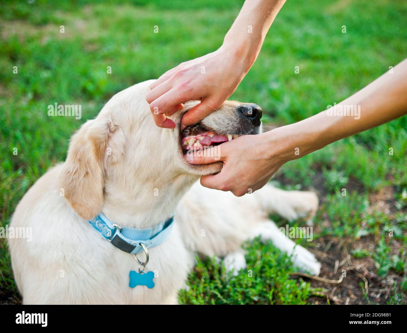 Tierarzt untersucht Hundezähne Stockfoto