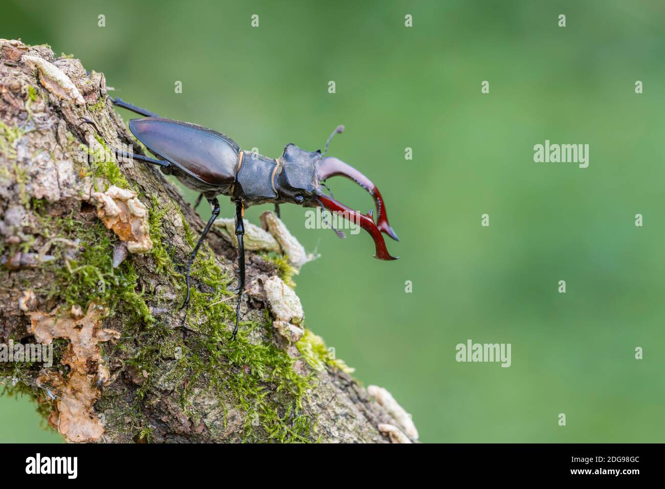Maennlicher Hirschkaefer, Lucanus cervus, männlicher Hirschkäfer Stockfoto