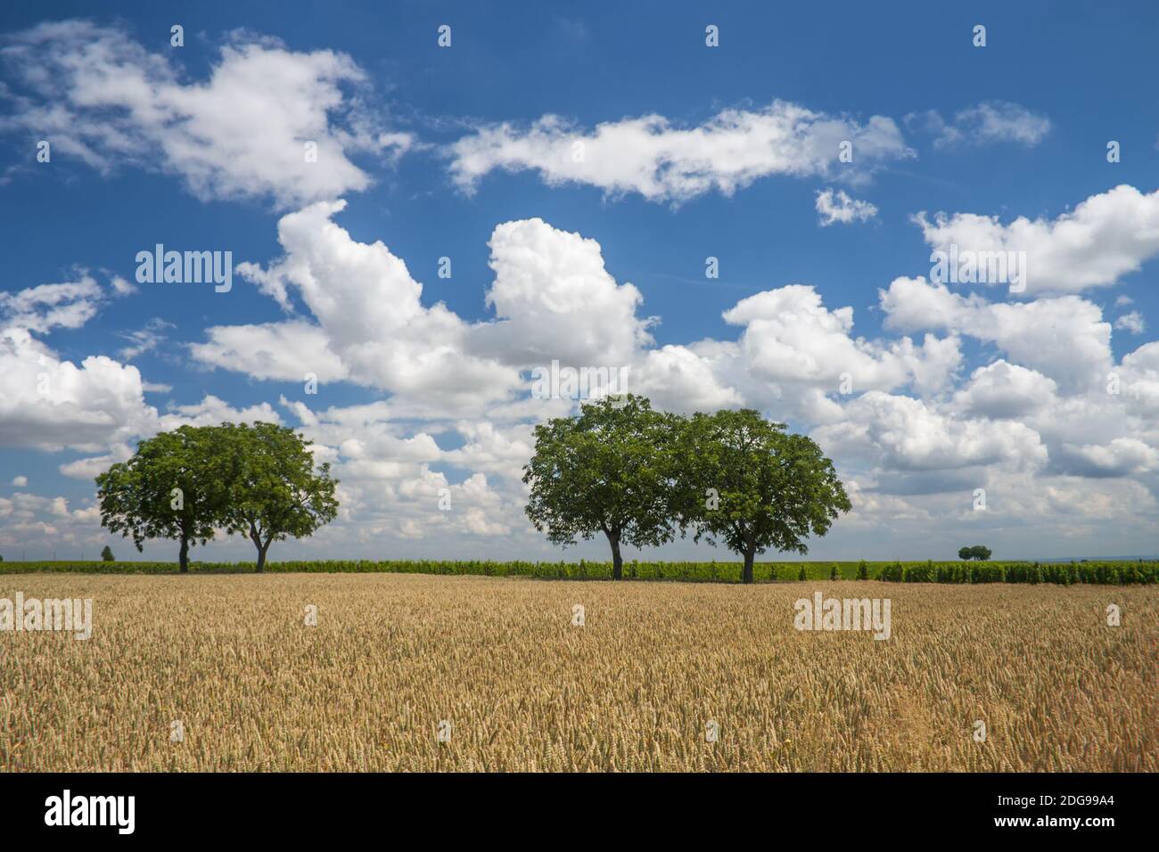 Walnussbäume (Juglans regia) und wolkigen Himmel Stockfoto