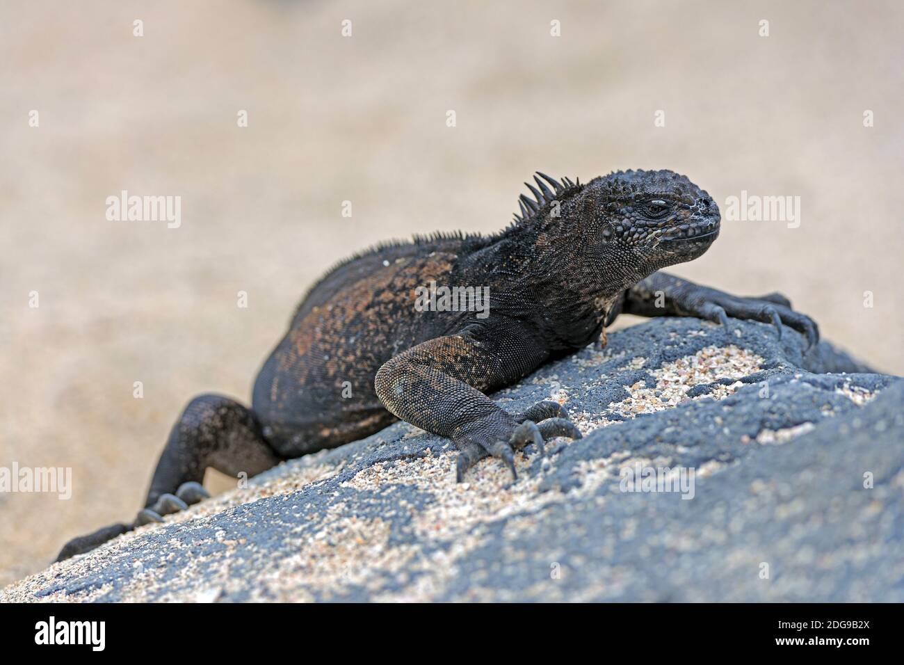 Meerechse (Amblyrhynchus cristatus), Unterart der Insel die Insel Lobos