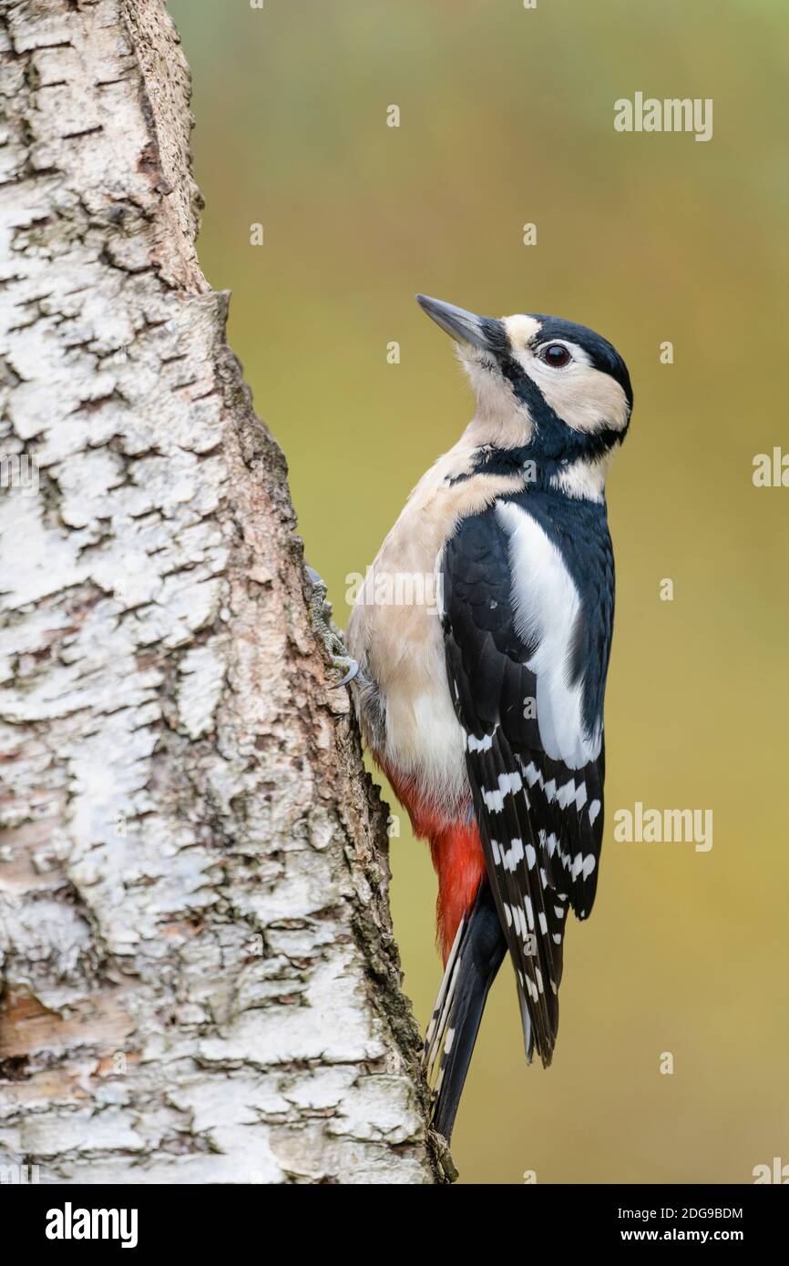 Weibchen Buntspecht, Dendrocopos major, weibliche Buntspecht Stockfoto