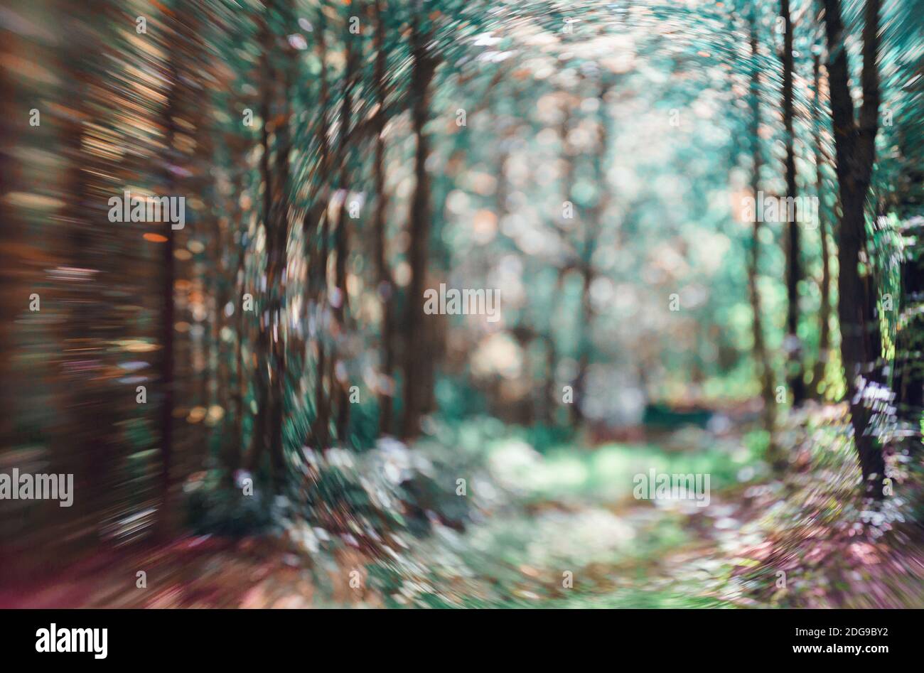 Licht, das auf Baumblättern leuchtet. Abstrakter Hintergrund Für „Verweicheln“ Gebucht. Grüne Blätter Sommer Frühling Fokus Bokeh Hintergrund. Stockfoto
