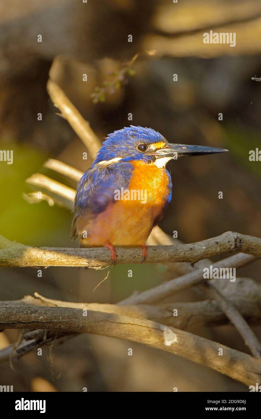 Azur Eisvogel, (Alcedo Azurea), bei Sonnenaufgang, Kakadua NP, Northern Territories, Australien, Azurfischer, Azur-Eisvogel, Stockfoto