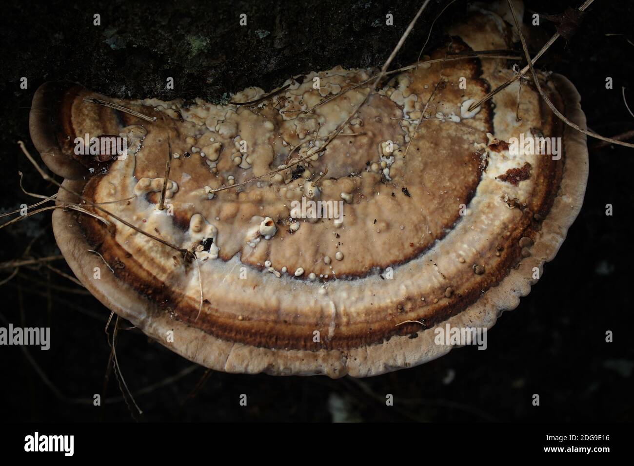 Die holprigen geschichteten Strukturdetails von beigem und braunem Pilz Stockfoto