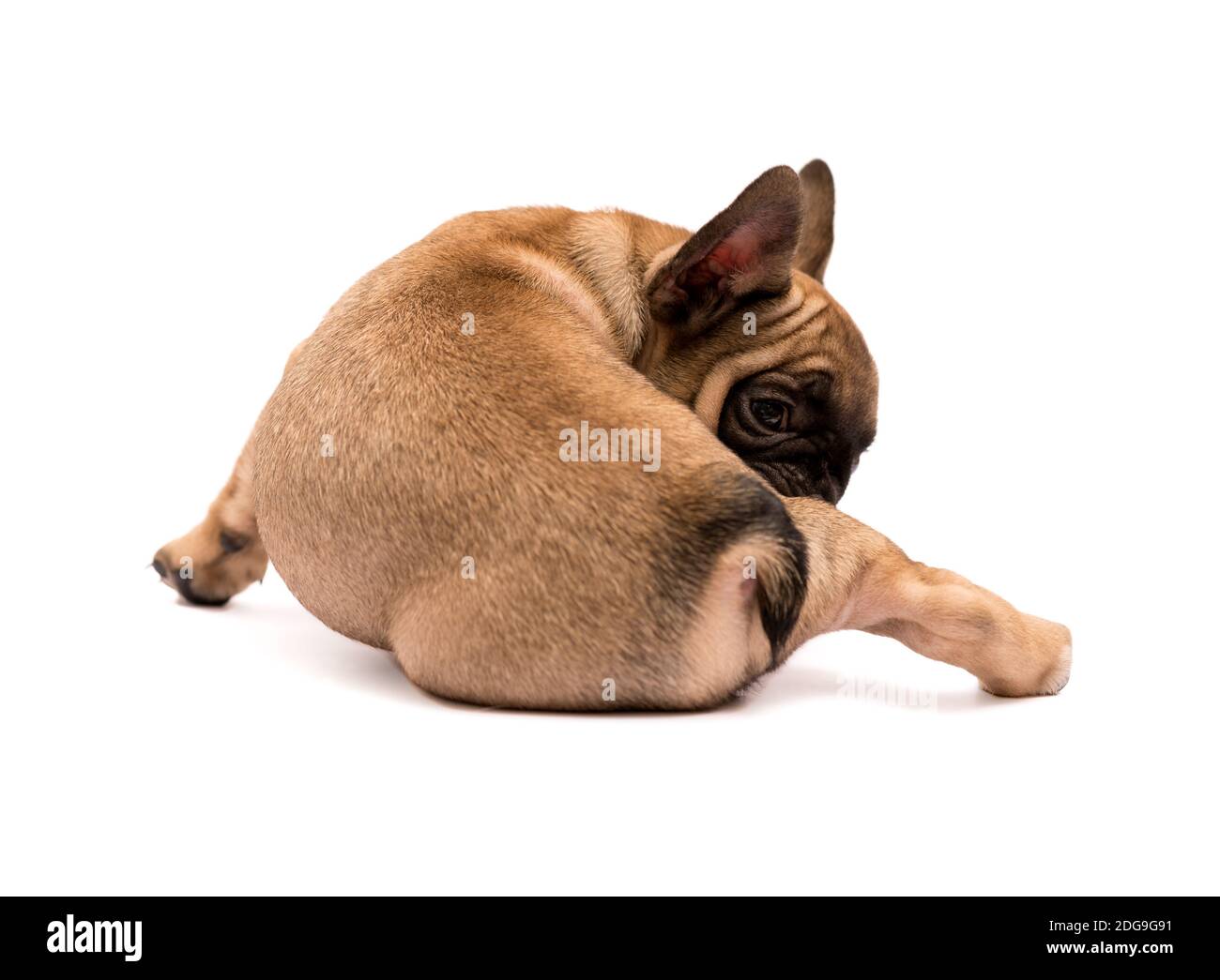 Liebenswert Fawn Französisch Bulldog Welpen. Niedlichen kleinen Welpen auf einem weißen Hintergrund. Stockfoto