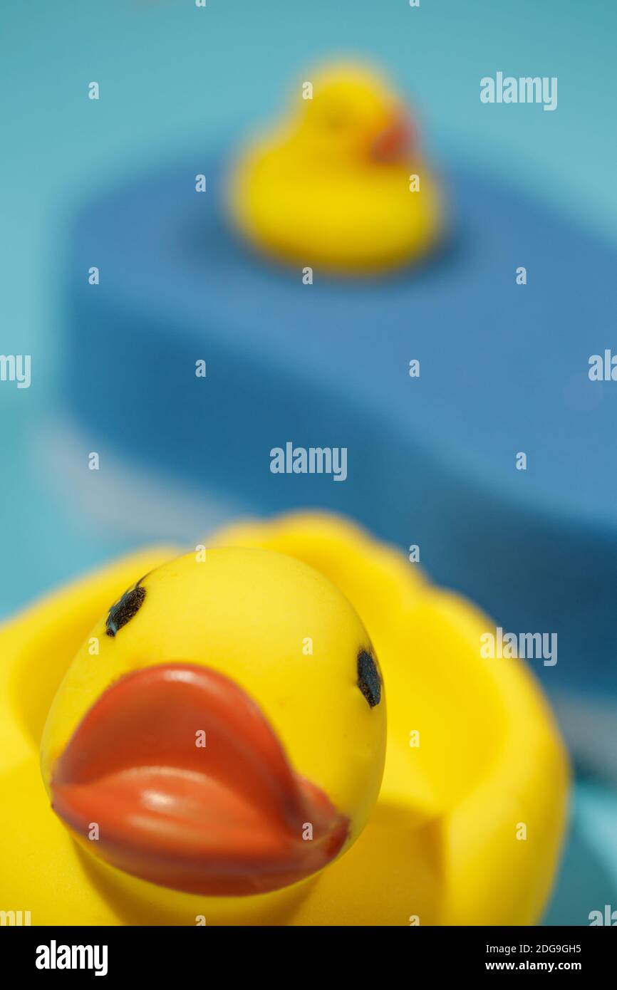 Große gelbe Gummiente im Vordergrund mit blauem Schwamm hinten mit kleiner Ente oben, Reinigungs- und Badekonzept, vertikal Stockfoto