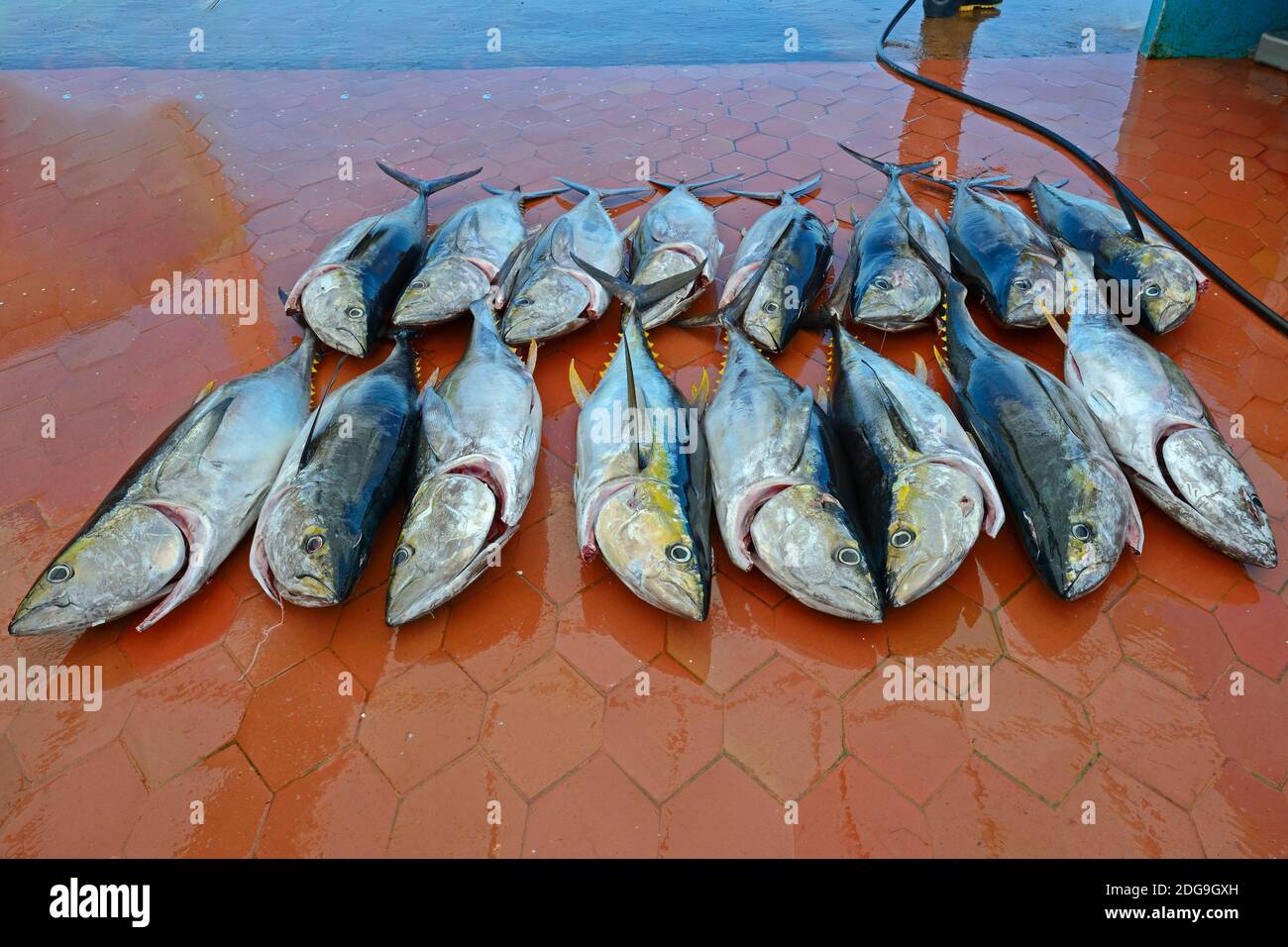 Frisch gefangene Gelbflossenthunfische (Thunnus albacares) im Fischerhafen von Puerto Ayora, Insel Santa Cruz, unermüdliche Island, Galapagos Archi Stockfoto