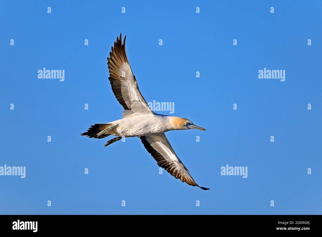 Kaptoelpel (Morus capensis) im Flug , Bird Island, Lamberts Bay, Western Cape, Westkap, Südafrika, Afrika Stockfoto