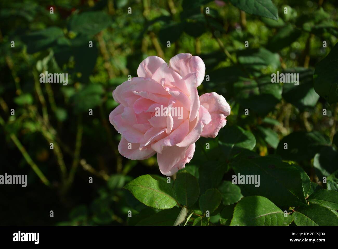 Isolierte rosa Rose blüht am sonnigen Nachmittag im Herbst Stockfoto
