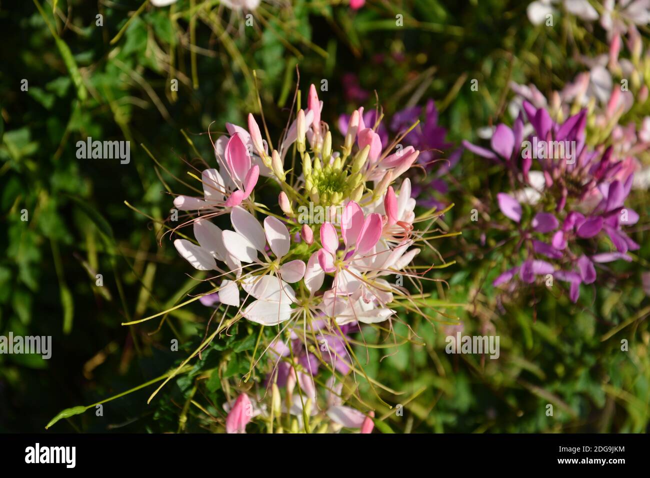 Rosa und weiße Spinnenblüten mit langen Staubfäden in Sonniger Nachmittag im Garten Stockfoto
