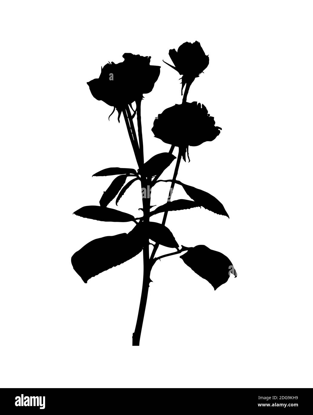 Schöne weiße und schwarze Silane Rosen. Isoliert auf weißem Hintergrund. Abbildung. Stockfoto